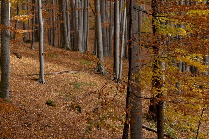Hike in The Central Balkan National Park - Practical Details and What to Expect