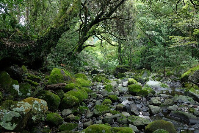 Hike Japan Heritage Hakone Hachiri (Half Day) - Frequently Asked Questions