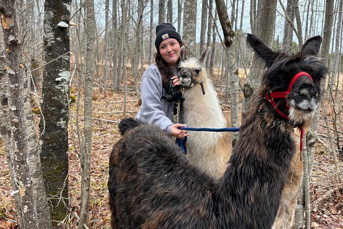 Hike & Lunch with Llamas - The Llama and Goat Walk: Slow and Serene