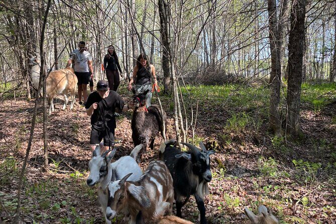 Hike & Lunch with Llamas - Authenticity and Personal Touches