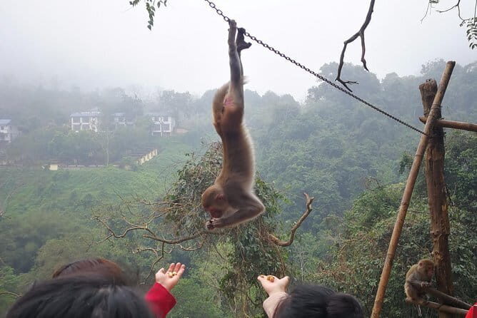 Hike the monkey hill - Hike the Monkey Hill: An Up-Close Monkey Encounter in Nanning