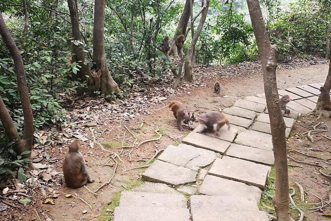 Hike the monkey hill - Key Points