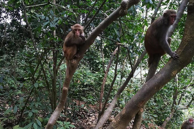 Hike the monkey hill - FAQ
