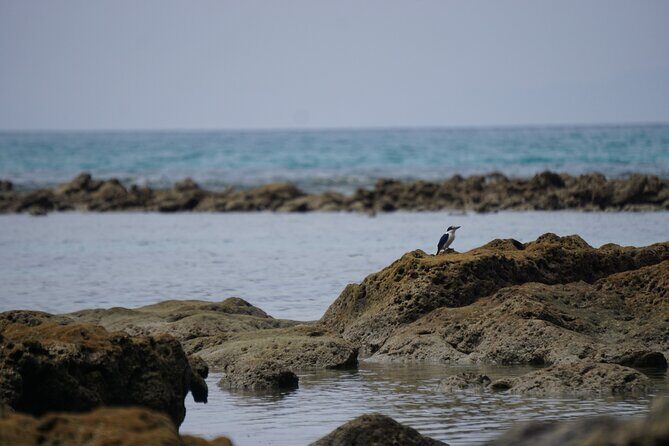 Hike to Elephant beach exploring tropical flora and fauna - Authentic Insights from Travelers