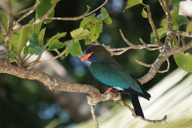 Hike to Elephant beach exploring tropical flora and fauna - FAQ