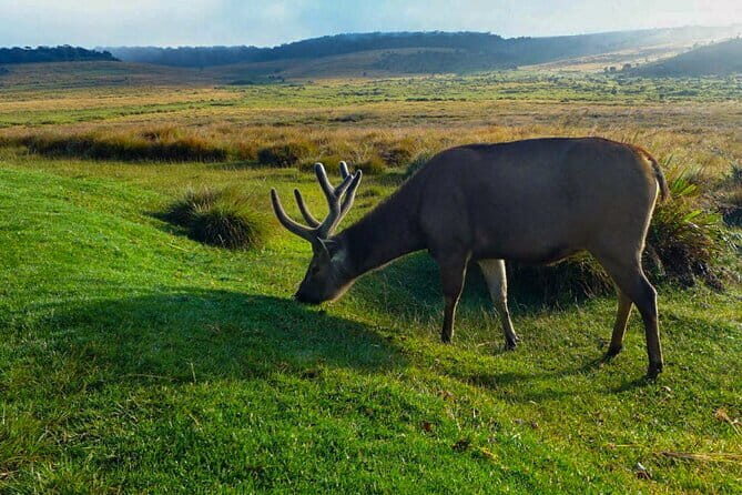 Hike to Kirigalpoththa Mountain Range via Horton Plains - A Step-by-Step Look at the Experience