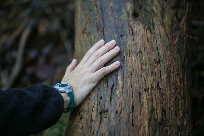 Hike up Mt. Omine and enjoy the view of Miyajima - Practical Considerations and Tips