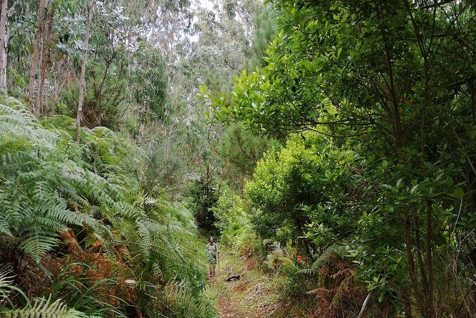 Hiking and Trekking tours in Madeira - The Practicalities: What You Need to Know