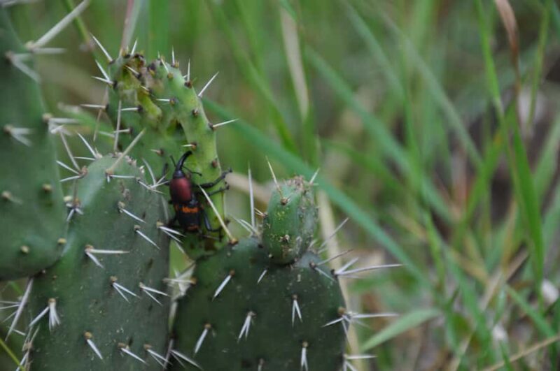 Hiking in Benito Juárez National Park - Final Thoughts on Hiking in Benito Juárez National Park