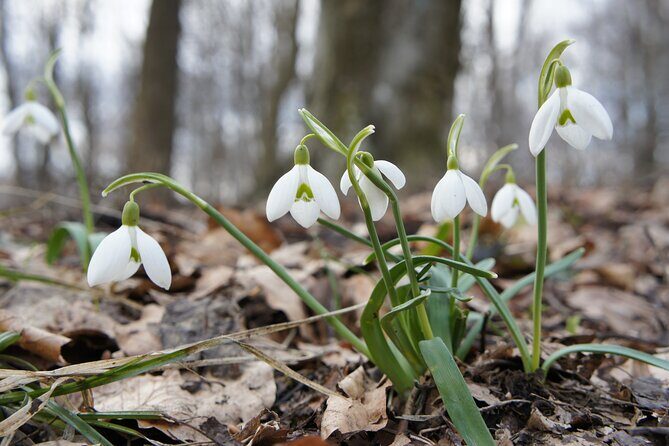 Hiking in Budapest - The Experience: Authentic and Personal