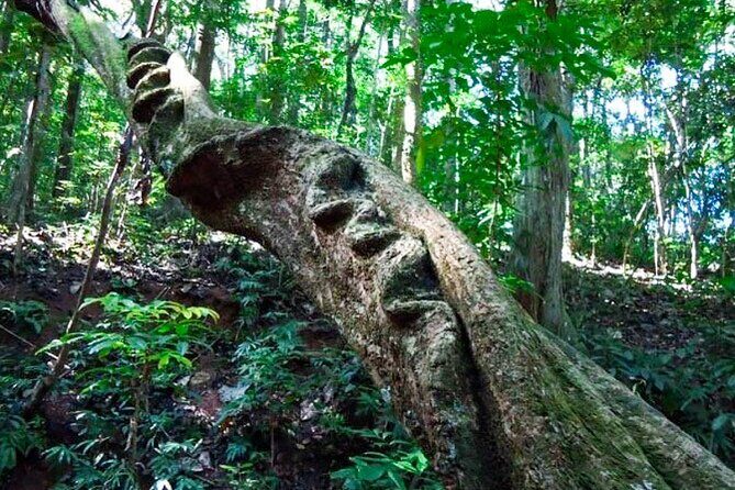 Hiking in Kandy Udawattakele Forest Reserve - Introduction: A Forest Hike with a Rich Backstory