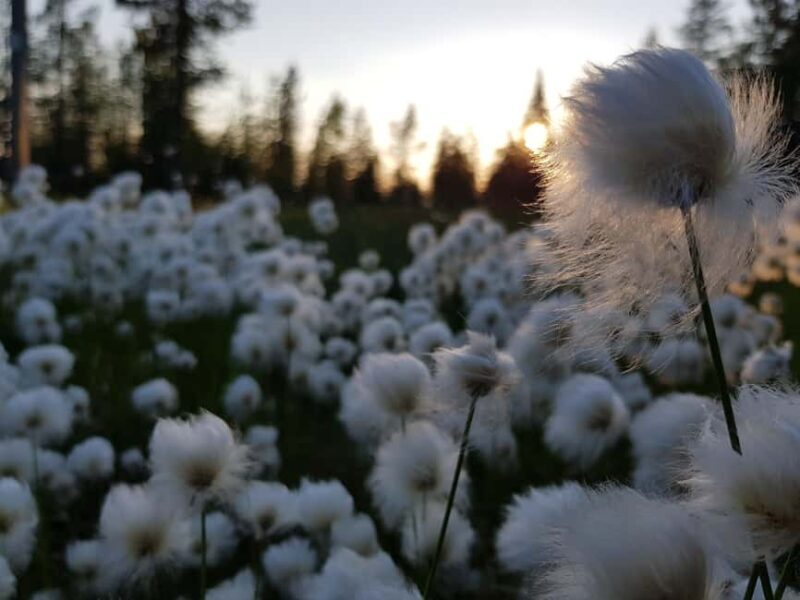 Hiking in Riisitunturi National Park - FAQ