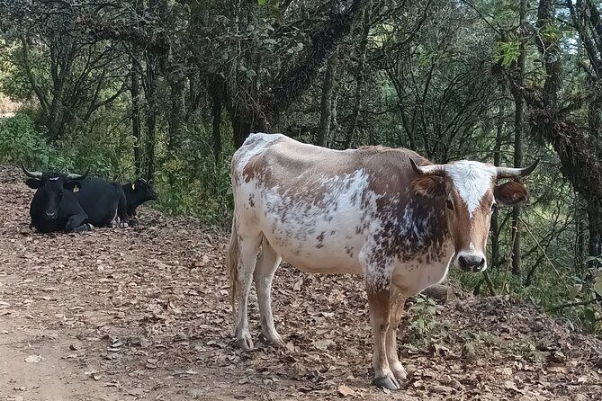 Hiking in Sierra Norte the most spectacular trails in Oaxaca - Spectacular Views and Unique Ecosystems