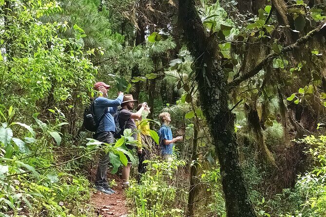 Hiking in Sierra Norte the most spectacular trails in Oaxaca - Authentic Experiences and Real-World Feedback