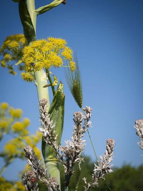 Hiking in the Alta Murgia National Park: the forest and the ancient farmhouse - FAQs