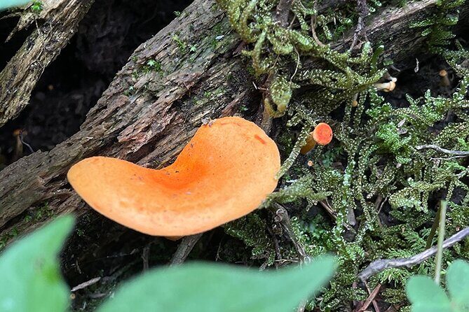 Hiking in the Enchanted Forest of Ixtepeji with Rescue Dogs - The Sum Up: Who Will Love This Tour?