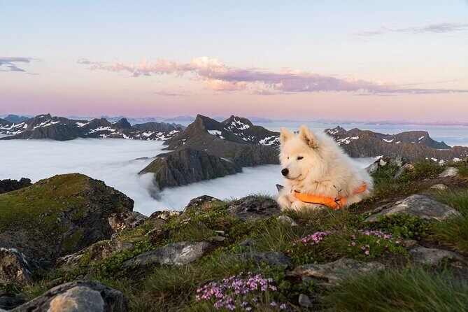Hiking Into the Wilderness Of the Lofoten Islands Norway - Practicalities: Price, Booking, and Conditions