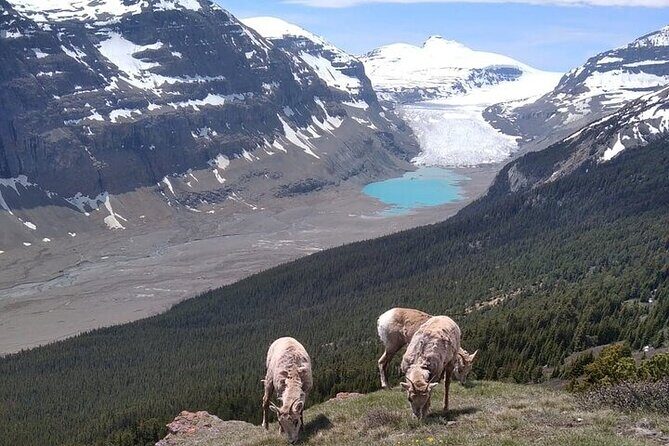 Hiking the Columbia Icefields Region with Your Private Guide - Key Points