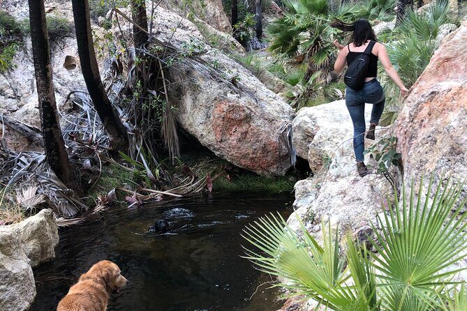 Hiking to Desert Palm Oases of San Carlos with a Biologist - Who Will Love This Tour?