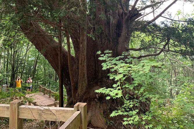 Hiking tour around Takayama city (About 3 hours) - An In-Depth Look at the Tour Experience
