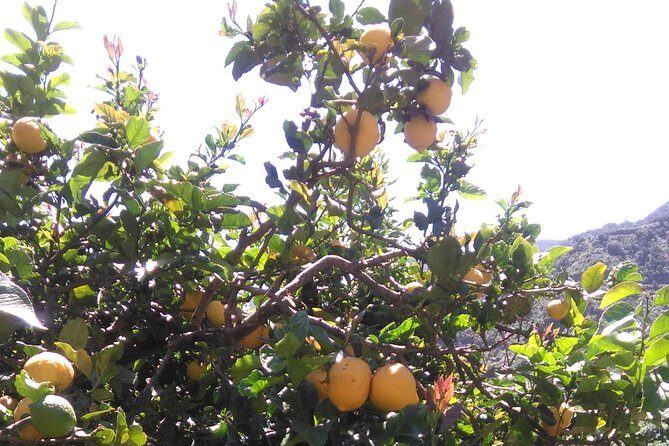 Hiking tour in the Anaga biosphere reserve in Tenerife - An In-Depth Look at the Tour