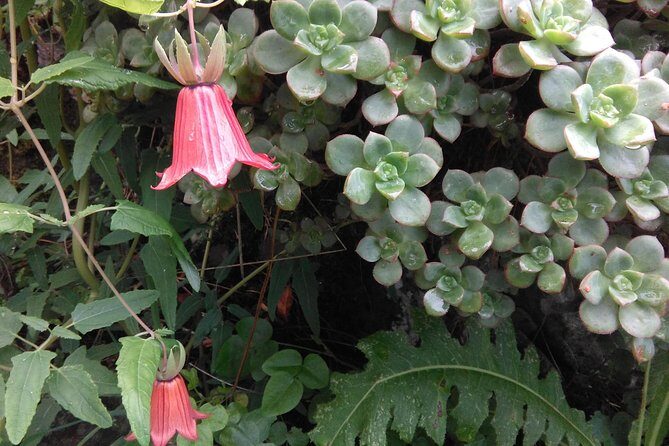 Hiking tour in the Anaga biosphere reserve in Tenerife - Frequently Asked Questions