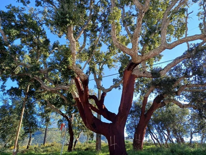Hiking Tour to Top of Arrabida Mountain - FAQ