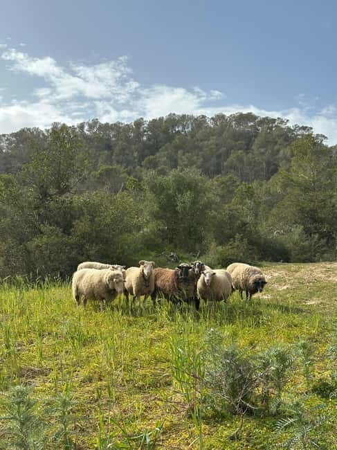 Hiking tour with a dream view of the former monastery of Sant Salvador, 3-4 hours. - Key Points