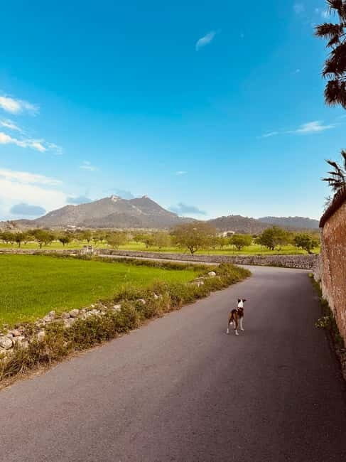 Hiking tour with a dream view of the former monastery of Sant Salvador, 3-4 hours. - Who Should Book This Tour?
