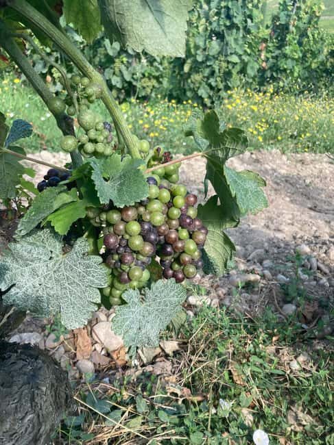 Hiking & Wine between Côte-Rôtie and Condrieu - An Authentic Exploration of Côte-Rôtie and Condrieu