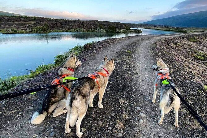 Hiking with Husky in Akureyri (private) - An In-Depth Look at the Husky Hiking Experience