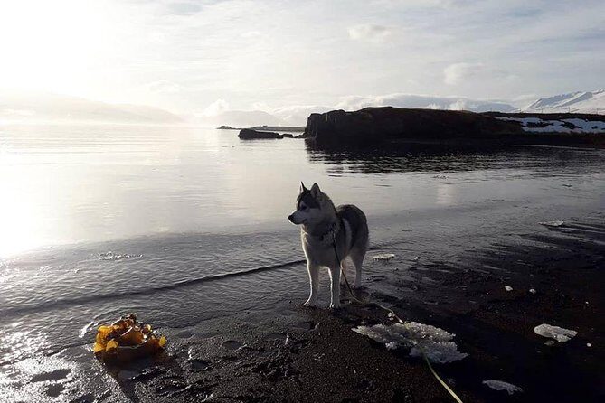 Hiking with Husky in Akureyri (private) - Why This Tour Is a Great Choice