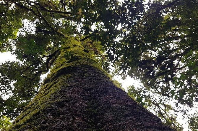 Hill Tribe Experience at Home Stay & Hiking 3 Days Tour - Thorough Breakdown of the 3-Day Itinerary