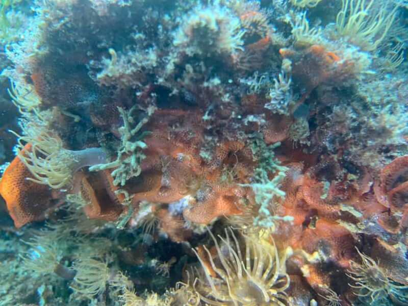 Hilo: 2 Tank Remote Reefs Diving Trip with Snacks and Drinks - Who Should Book This?