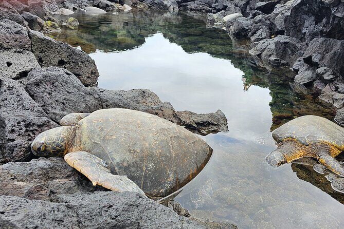 Hilo and Volcano National Park Tour for Cruise Passengers at port - Hilo and Volcano National Park Tour for Cruise Passengers at Port: An In-Depth Review