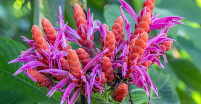Hilo: Gardens, Waterfalls & Farmers Market Shore Excursion - Key Points