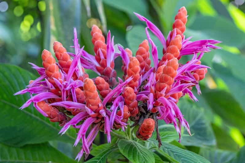 Hilo: Gardens, Waterfalls & Farmers Market Shore Excursion - Savoring Local Flavors and Stunning Views