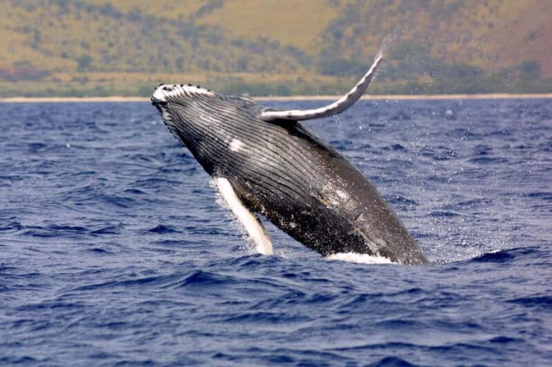 Hilo: Humpback Whale-Watching Cruise with Snacks and Drinks - Key Points