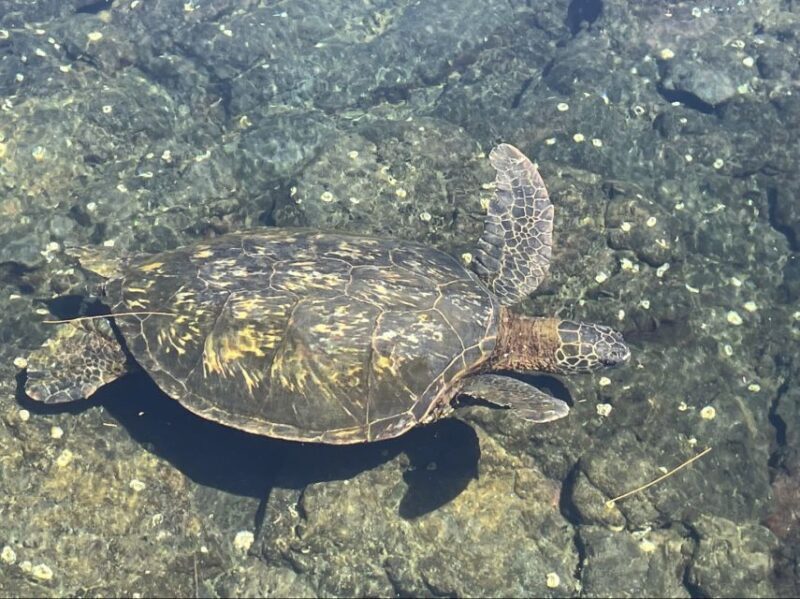 Hilo: Sea Turtle Lagoon and Black Sand Beach Snorkel - An In-Depth Look at the Snorkel Tour Experience