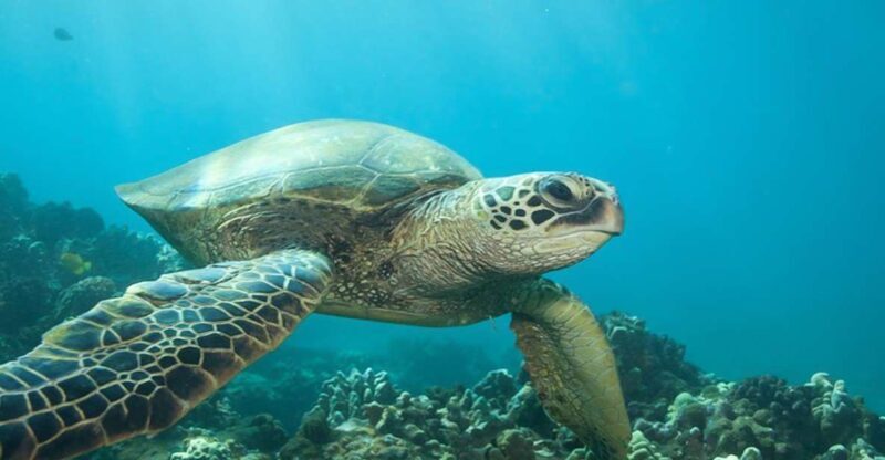 Hilo: Sea Turtle Lagoon and Black Sand Beach Snorkel - Final Thoughts
