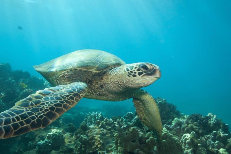 Hilo: Sea Turtle Lagoon and Black Sand Beach Snorkel - Frequently Asked Questions
