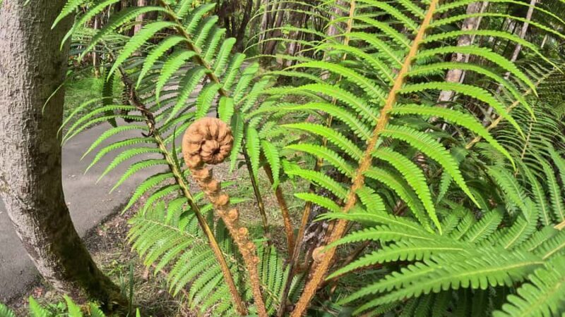 Hilo: Volcanoes National Park & Black Sand Beach - The Experience’s Strengths and Drawbacks