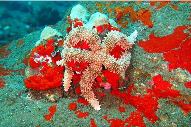 Hilo's Remote Tropical Reef 2 Tank Boat Dive - Who Should Consider This Tour?