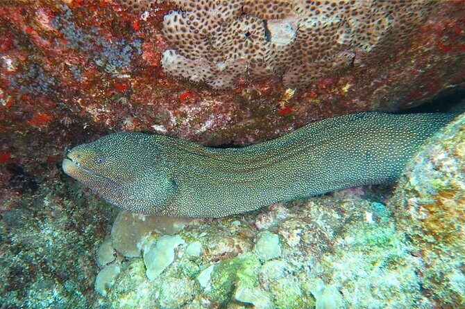 Hilo's Remote Tropical Reef 2 Tank Boat Dive - Frequently Asked Questions