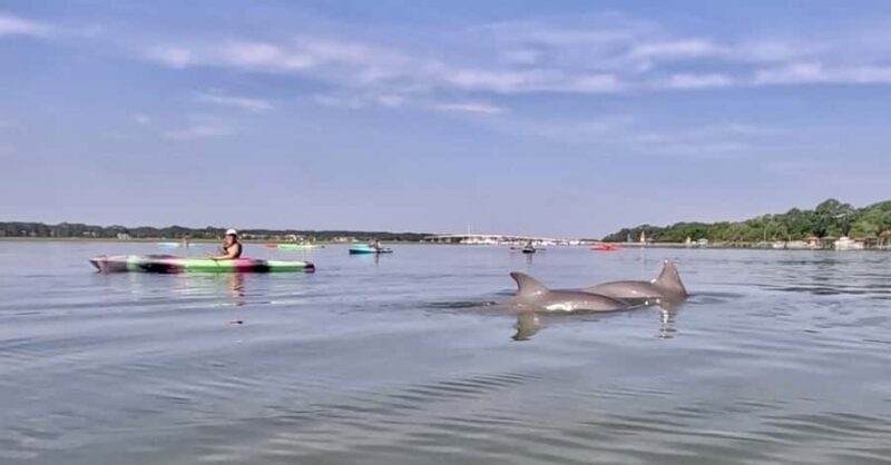 Hilton Head: 2-Hour Kayak Dolphin Nature Tour - An In-Depth Look at the Hilton Head Kayak Tour
