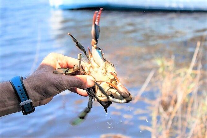 Hilton Head Crabbing Expedition Boat Cruise - What to Expect from the Hilton Head Crabbing Expedition