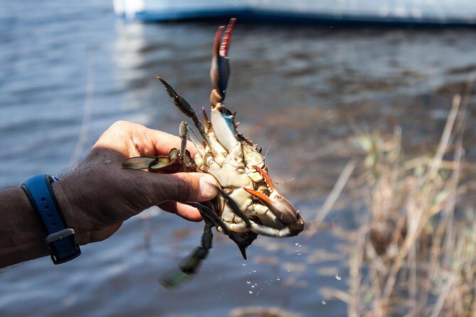 Hilton Head Crabbing Expedition Boat Cruise - Who Would Enjoy This Tour?