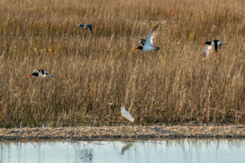 Hilton Head: Dolphin Eco Tour with Naturalist Guide - FAQ