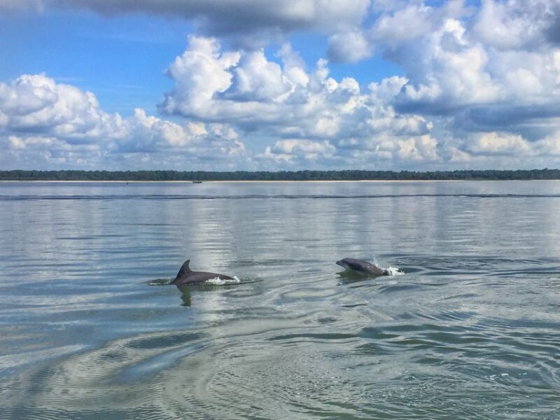 Hilton Head Island: 2-Hour Guided Creek Cat Tour - Key Points