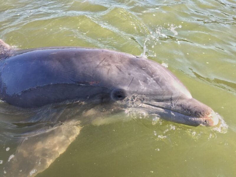 Hilton Head Island: Daytime Dolphin Watching Boat Tour - Key Points